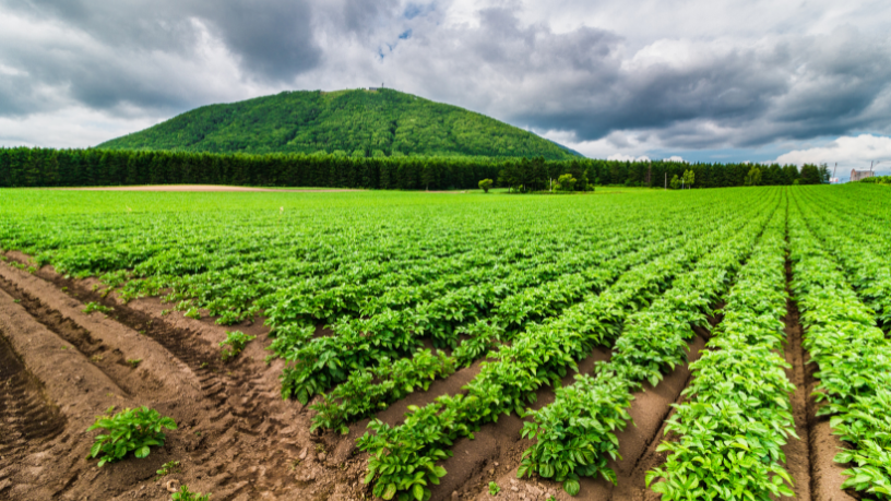 João Eustáquio De Almeida Junior analisa como a inovação tecnológica está transformando a produção agropecuária, tornando processos mais eficientes e econômicos.